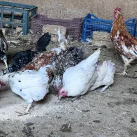 تخم مرغ نطفه دار