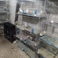 دو عدد قفس 8خان معمولی فروشی|لوازم جانبی حیوانات|نظرآباد, رسالت|دیوار