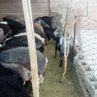 فروش تعدادی کهره و بره چاق|حیوانات مزرعه|داراب, |دیوار