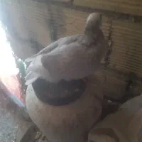 باعرض سلامجوجه گمشده