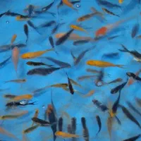 ماهیکوی۳۵|ماهی|مشهد, چهارچشمه|دیوار