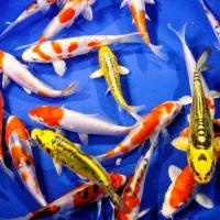 فروش  ماهی کوی و ماهی قرمز گلدفیش