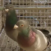 دوعدد سیز کله توپی