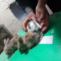 فروش بچه خرگوش|موش و خرگوش|مشهد, ادیب نیشابوری (شهرک غرب)|دیوار