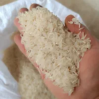 برنج فجر سوزنی و طارم هاشمی|خوردنی و آشامیدنی|گرگان, |دیوار