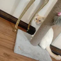 گربه اسکاتیش چشم آبی