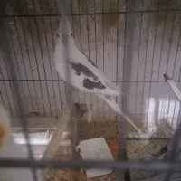 جفت عروس هلندی مولد و کوتوله