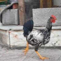 خروس محلی