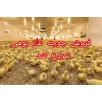 پیش فروش جوجه غاز