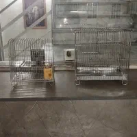 دوعدد قفس سهره