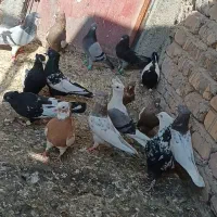 شهری بهبونی|پرنده|مرودشت, کناره|دیوار
