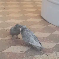 جوجه تازه بالغ شده سینه الماسی و سرک‌الماسی