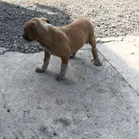 توله پیتبول خالص