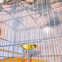 قناری نر|پرنده|جونقان, |دیوار