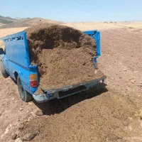 کودحیوانیگوسفندکهنه