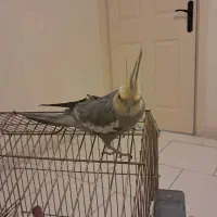 عروس هلندی  نر و ماده|پرنده|پرند, فاز ۶|دیوار