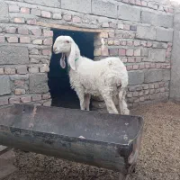 میش مری کاموریایی