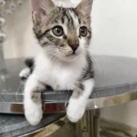 واگذاری بچه گربه