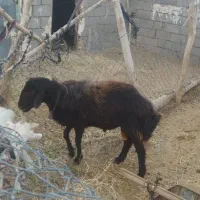 بره قوچ هترو یک ساله فروشی توافقی