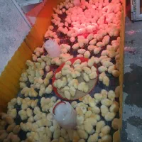 جوجه یک هفته نژاد گوشتی واکسن خورده|حیوانات مزرعه|مشهد, رباط طرق|دیوار