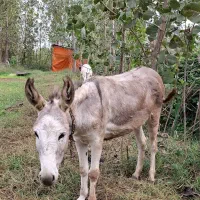 الاغ ماده|حیوانات مزرعه|سیاهکل, |دیوار