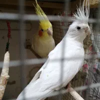 عروس هلندی مولد