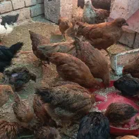 جوجه مرغ و خروس گلپایگانی سالم|حیوانات مزرعه|نیشابور, شهرک رسولی|دیوار