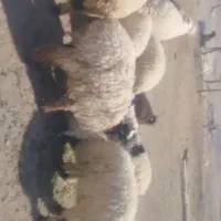 فروش بره نروماده|حیوانات مزرعه|خاش, |دیوار