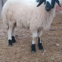 ۶ بره رگایی شیر خورده