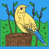 ۳مرغ محلی تخم گزار