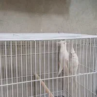 عروس هلندی مولد سالم سرحال ۶جفت|پرنده|تربت جام, پارک جنگلی|دیوار