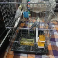 عروس هلندی|پرنده|کهریزک, |دیوار