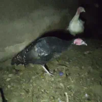 مرغ.محلی15عدرجه.یک|حیوانات مزرعه|رزن, |دیوار