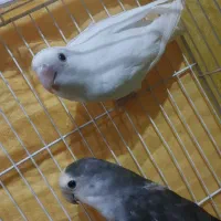 جفت کوتوله برزیلی