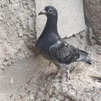 جوجه کبوتر