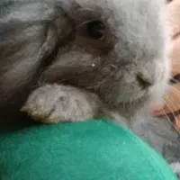 خرگوش لوپ اصل|موش و خرگوش|سرخرود, |دیوار