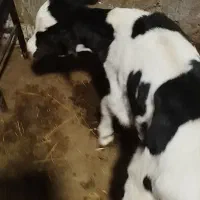 گوساله نر|حیوانات مزرعه|سبزوار, قصبه شرقی|دیوار