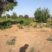 باغ انگور|فروش دفتر صنعتی، کشاورزی، تجاری|تاکستان, |دیوار