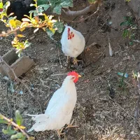 خروس فروشی ۳۵۰ تومن