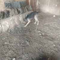 سگ نگهبان سراب
