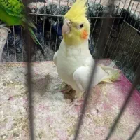 طوطی عروس