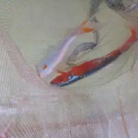 ماهی کوی استخری باغی|ماهی|مشهد, حجت|دیوار