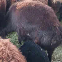 ۶راس شکم دوم آبستن۲راس بره داریکیش دوقلووباقوچ همو|حیوانات مزرعه|بناب, |دیوار