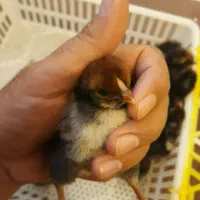 جوجه ویاندوت(مرغ و خروس ندارم)|حیوانات مزرعه|قم, شهرک مهدیه|دیوار