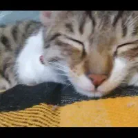 واگذاری گربه پسر‌۷ ماهه(شرح در توضیحات)|گربه|ارومیه, |دیوار