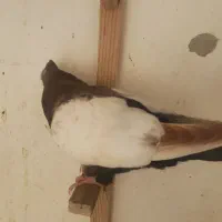 سینه سیا بازیکن جوجه سینه تافته ای نر|پرنده|شیراز, اصلاح‌نژاد|دیوار