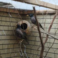 مرغ مینا نر و ماده بالغ و به شرط|پرنده|اصفهان, شاهزید|دیوار