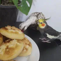 عروس هلندی گم شده