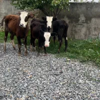 چهار راس گوساله ماده راسی ۳۲