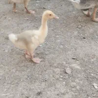 جوجه غاز
